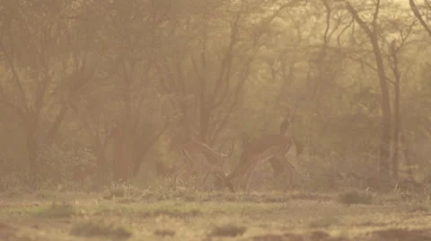 Impalas fighting at dawn Stock Footage 33530813