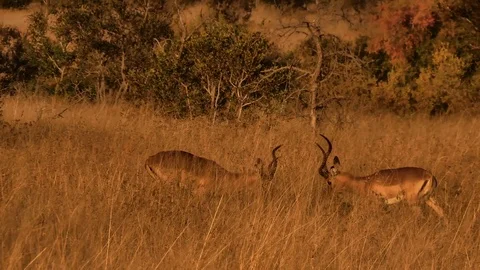 Impalas fighting Stockbeeldmateriaal 121037784