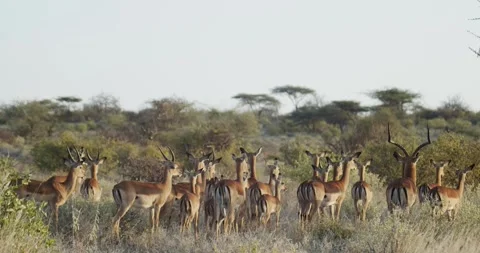Impalas Stock Footage 303922369