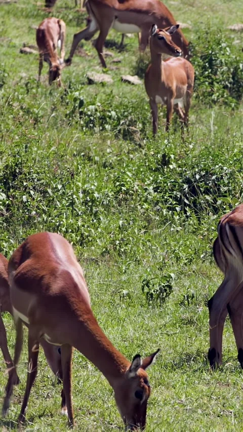 Impalas Gracefully Graze Amidst Lake Nakuru's Vibrant Green Plains Stock-Footage 344319919
