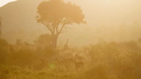 Impalas grazing with bird flying between them in the sunrise Stock Footage 310971530