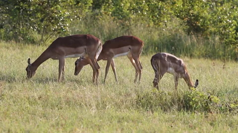 Impalas Grazing Stock Footage 41638648