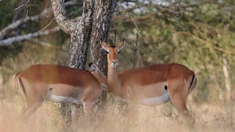 Impalas Grooming Each other Stock Footage 327096123