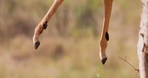 An Impalas leg hanging from a tree branch in dry savannah Stock Footage 310968374