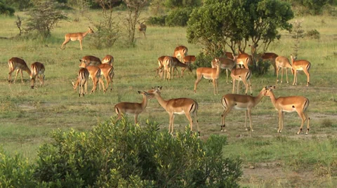 Impalas licking Video stock 33691565