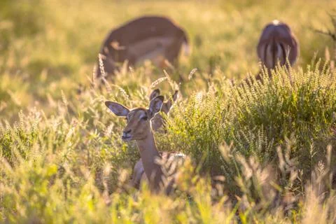 Impalas resting Foto stock