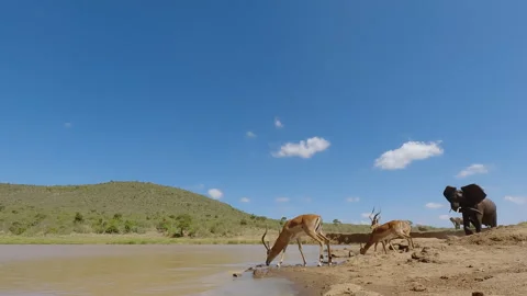 Impalas running after being chased by elephant in sunny day Stock Footage 310984177