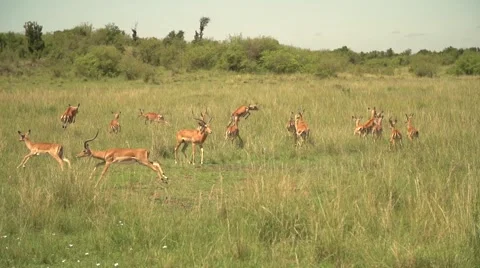 Impalas Running and Jumping in Slow Motion in Maasai Mara, Kenya Stock Footage 40956264