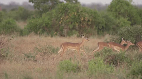 Impalas running  Stock Footage 33529618