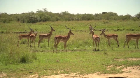 Impalas in Slow Motion in Maasai Mara, Kenya Stock Footage 40956213