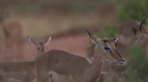 Impalas standing, close up  Stock Footage 33529678