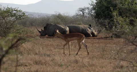 Impalas walk past sleeping rhinos Stock Footage 241680053