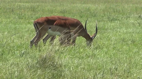 Impalas in the wild Stock Footage 42309650