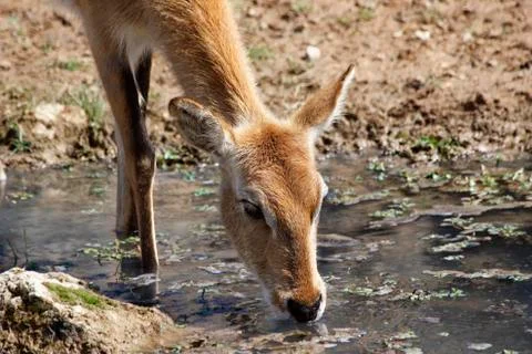 Impalla Stock Photos