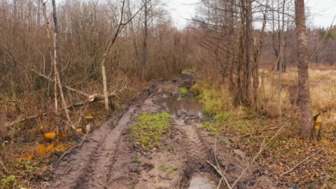 Impassable forest road in autumn forest, Belarus, Europe Video stock 230425570