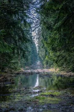 Impassable paths flooded by rain and climate change in the forests of the D.. Stock Photos
