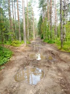 An impassable road in a pine forest Foto stock