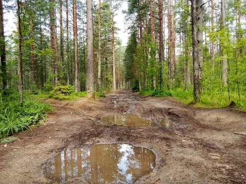 An impassable road in a pine forest Stock Photos