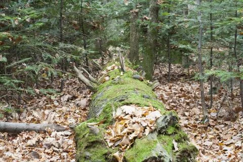 Impassable  wood.tree stem Stock Photos