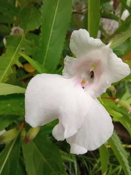 Impatiens balsamina Stock Photos