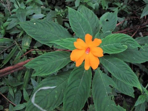 Impatiens flower Stock Photos