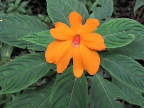 Impatiens flower Stock Photos