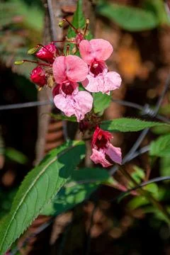 Impatiens glandulifera, Himalayan balsam, is a large annual plant native to.. Stock Photos