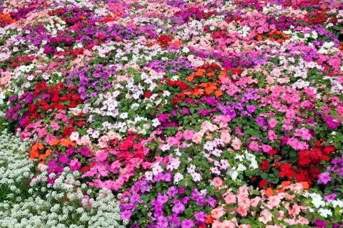 Impatiens Foto stock