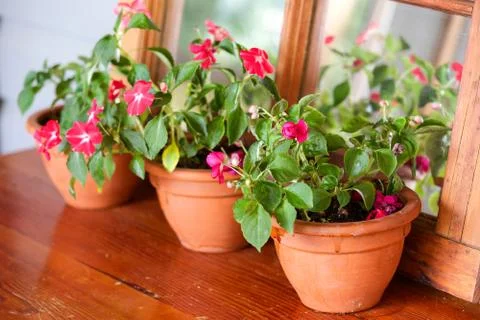 Impatiens plants Stock Photos