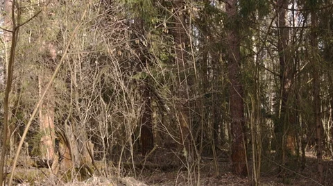 Impenetrable forest thickets Video stock 49070690