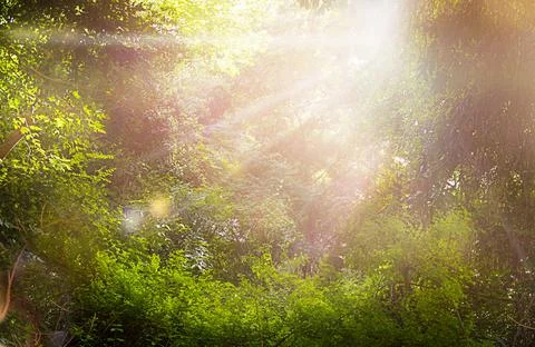 Impenetrable rainforest with sun rays Stock Photos