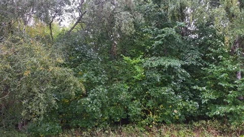 Impenetrable Solid Wall Of Dense Green Forest Trees And Bushes Stock Footage 348025906