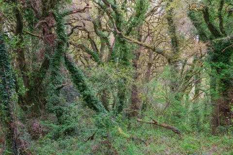 Impenetrable tangle of fallen trees ivy and undergrowth in an oak forest Stock Photos