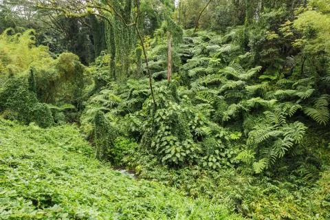 An impenetrable tropical forest Stock Photos