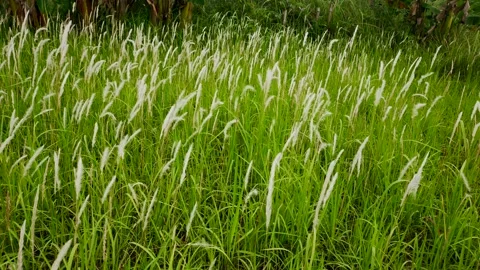 Imperata cylindrica Stock Footage 215748576