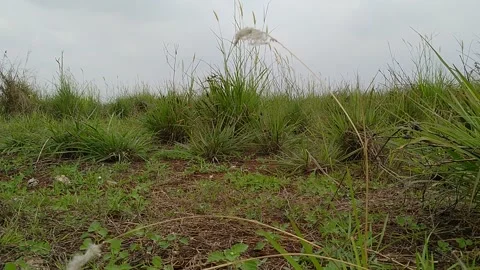 Imperata is a small but widespread genus of tropical Stock Footage 142247057