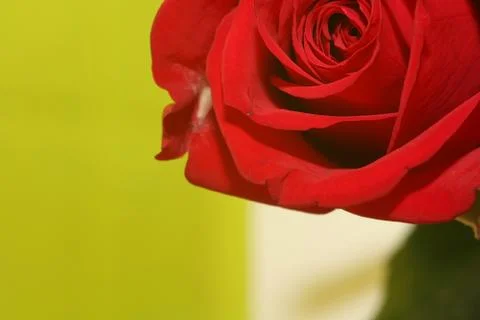 Imperfect-rose Foto stock