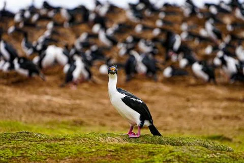 Imperial cormorant standing in front of a colony on the Falkland Islands. Stock Photos