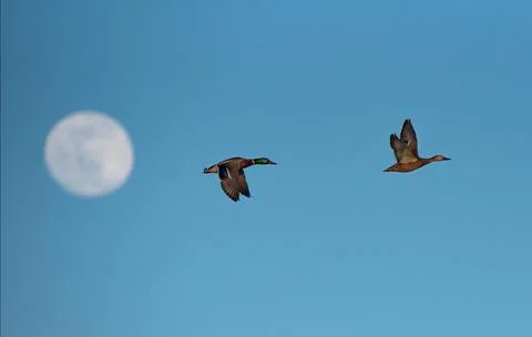 Imperial duck in flight and the moon Stock Photos