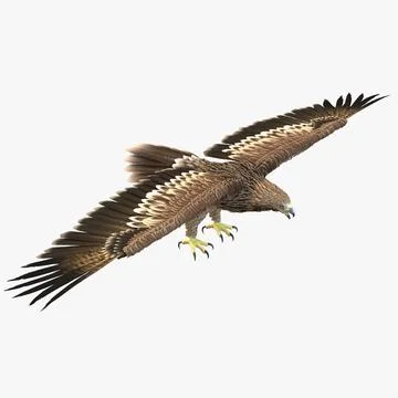 3D Model: Imperial Eagle ~ Buy Now #90658109 | Pond5