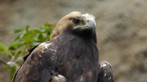 An imperial eagle, Aquila heliaca, looking around on blur background. Stock Footage 43678414