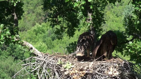 Imperial eagle feed chicks in the nest. Video stock 55092138
