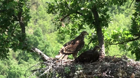 Imperial eagle feed chicks in the nest. Stock Footage 55092783