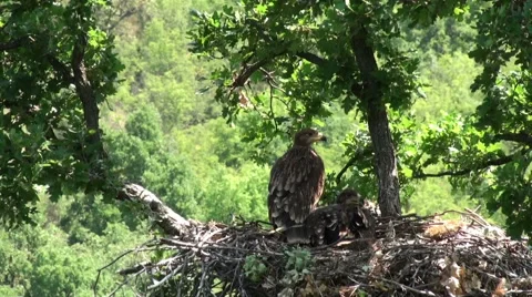 Imperial eagle feed chicks in the nest. Stock-Footage 55092905