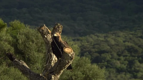 Imperial eagle in flight Stock Footage 104371558