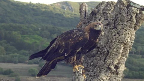 Imperial eagle flying towards the trunk Stock Footage 104369976
