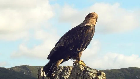 Imperial eagle flying towards the trunk Stock Footage 104370359