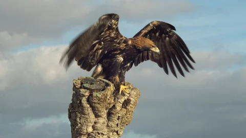 Imperial eagle flying towards the trunk Stock Footage 104370443