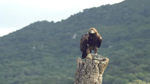Imperial eagle flying towards the trunk Stock Footage 104371977