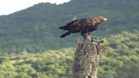Imperial eagle flying towards the trunk Stock Footage 104372003